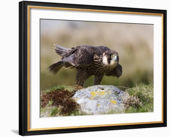 Immature Peregrine Falcon, Captive, United Kingdom, Europe-Toon Ann & Steve-Framed Photographic Print