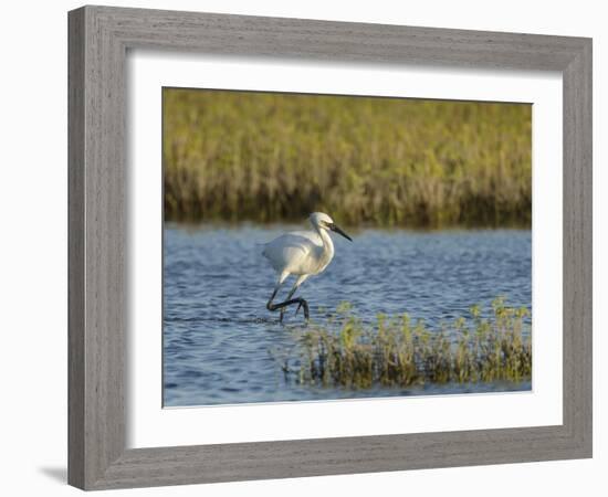 Immature white-morph reddish egret, Egretta rufescens, San Antonio Bay, Texas-Maresa Pryor-Framed Photographic Print