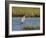 Immature white-morph reddish egret, Egretta rufescens, San Antonio Bay, Texas-Maresa Pryor-Framed Photographic Print