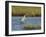 Immature white-morph reddish egret, Egretta rufescens, San Antonio Bay, Texas-Maresa Pryor-Framed Photographic Print