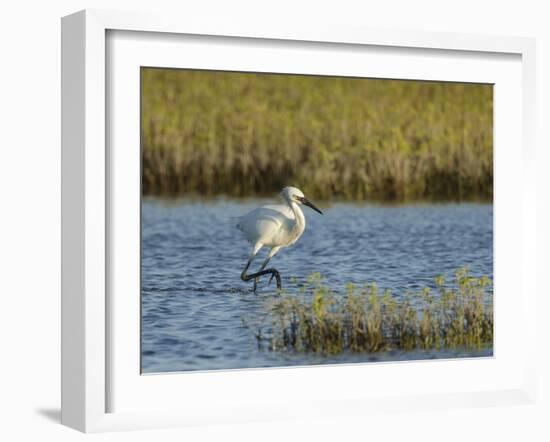 Immature white-morph reddish egret, Egretta rufescens, San Antonio Bay, Texas-Maresa Pryor-Framed Photographic Print