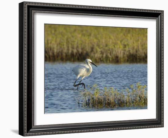 Immature white-morph reddish egret, Egretta rufescens, San Antonio Bay, Texas-Maresa Pryor-Framed Photographic Print