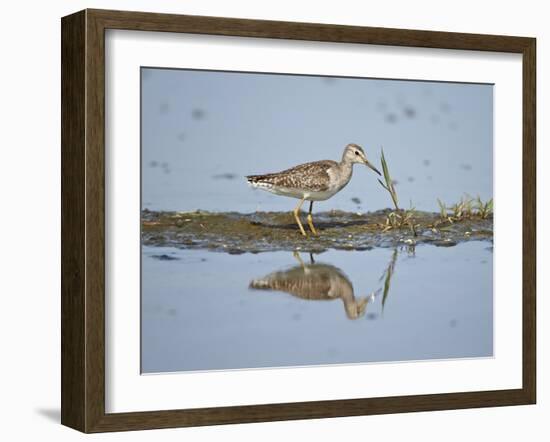 Immature Wood Sandpiper (Tringa Glareola), Serengeti National Park, Tanzania, East Africa, Africa-James Hager-Framed Photographic Print