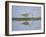 Immature Wood Sandpiper (Tringa Glareola), Serengeti National Park, Tanzania, East Africa, Africa-James Hager-Framed Photographic Print