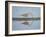 Immature Wood Sandpiper (Tringa Glareola), Serengeti National Park, Tanzania, East Africa, Africa-James Hager-Framed Photographic Print