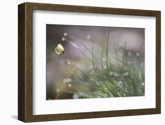 Imminent Landing-Anna Cseresnjes-Framed Photographic Print