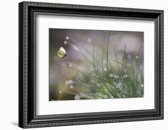 Imminent Landing-Anna Cseresnjes-Framed Photographic Print