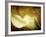 Immortal Passion-Doug Chinnery-Framed Photographic Print