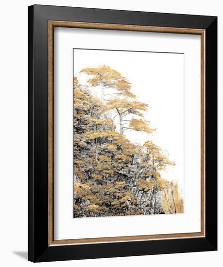 Immortal Pine-Shelley Lake-Framed Photographic Print