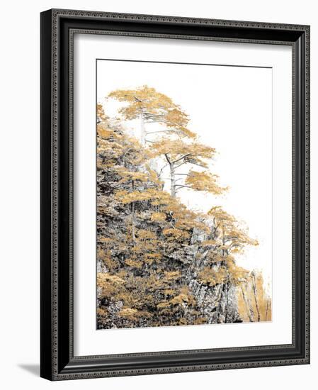 Immortal Pine-Shelley Lake-Framed Photographic Print