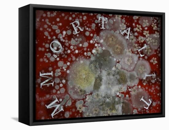 Immortality-Charlie Millar-Framed Premier Image Canvas