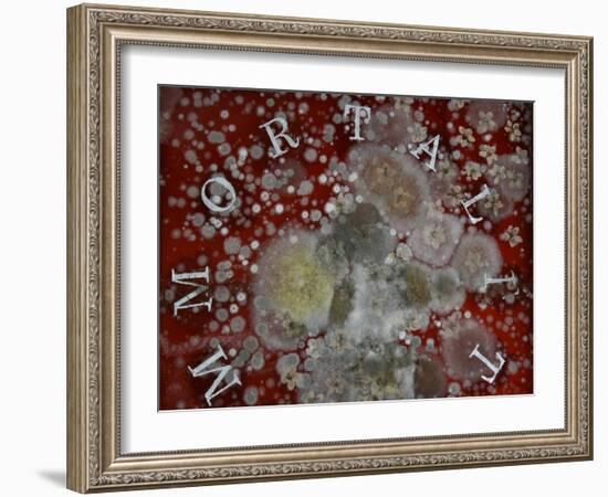 Immortality-Charlie Millar-Framed Giclee Print