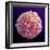 Immune System Cell, SEM-Steve Gschmeissner-Framed Premium Photographic Print