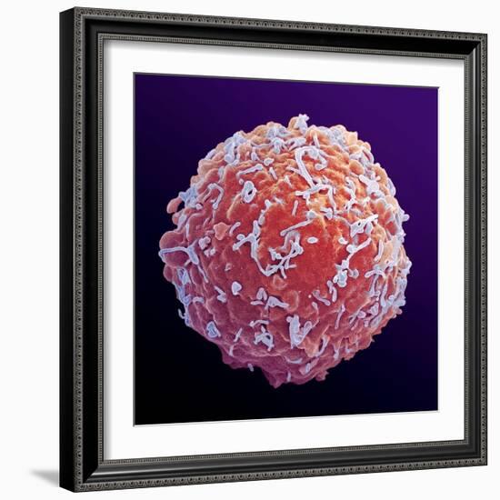 Immune System Cell, SEM-Steve Gschmeissner-Framed Premium Photographic Print