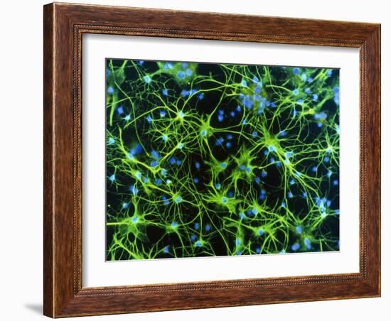 Immunofluorescent LM of Astrocyte Brain Cells-Nancy Kedersha-Framed Photographic Print