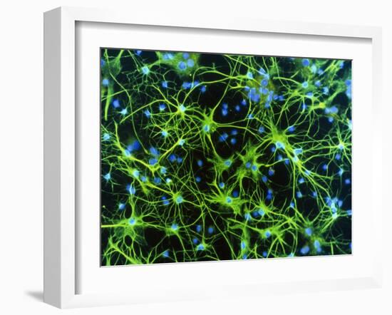 Immunofluorescent LM of Astrocyte Brain Cells-Nancy Kedersha-Framed Photographic Print