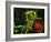 Immunofluorescent LM of Macrophage In Brain Tissue-Nancy Kedersha-Framed Photographic Print