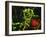 Immunofluorescent LM of Macrophage In Brain Tissue-Nancy Kedersha-Framed Photographic Print