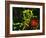 Immunofluorescent LM of Macrophage In Brain Tissue-Nancy Kedersha-Framed Photographic Print