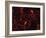 Immunofluorescent LM of Mammalian Brain Astrocytes-Nancy Kedersha-Framed Photographic Print