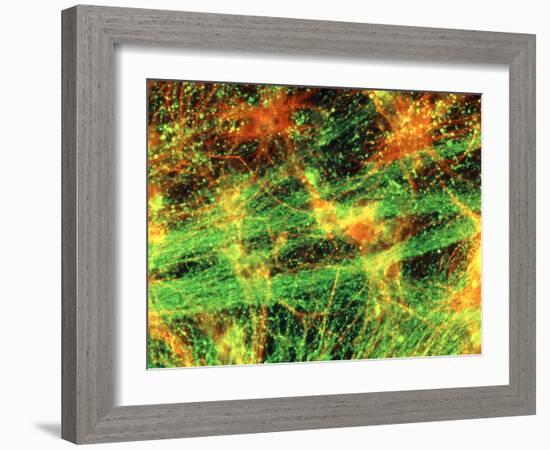 Immunofluorescent LM of Neurons & Astrocytes-Nancy Kedersha-Framed Photographic Print