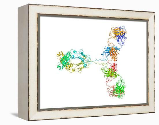 Immunoglobulin G Antibody Molecule-Laguna Design-Framed Premier Image Canvas