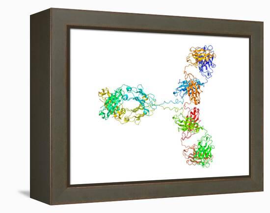 Immunoglobulin G Antibody Molecule-Laguna Design-Framed Premier Image Canvas