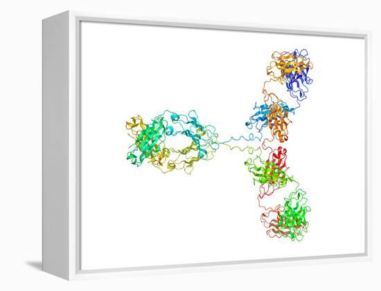 Immunoglobulin G Antibody Molecule-Laguna Design-Framed Premier Image Canvas