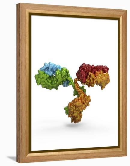 Immunoglobulin G Antibody Molecule-PASIEKA-Framed Premier Image Canvas