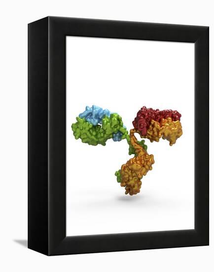 Immunoglobulin G Antibody Molecule-PASIEKA-Framed Premier Image Canvas