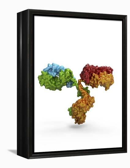 Immunoglobulin G Antibody Molecule-PASIEKA-Framed Premier Image Canvas