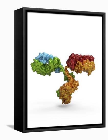 Immunoglobulin G Antibody Molecule-PASIEKA-Framed Premier Image Canvas