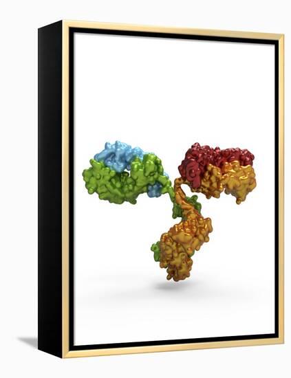 Immunoglobulin G Antibody Molecule-PASIEKA-Framed Premier Image Canvas