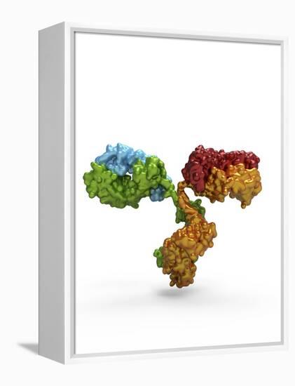 Immunoglobulin G Antibody Molecule-PASIEKA-Framed Premier Image Canvas