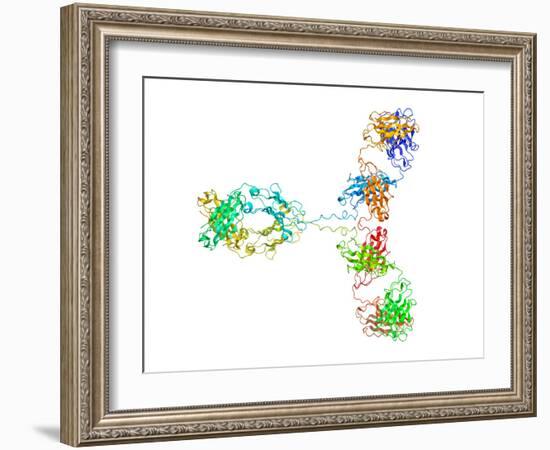 Immunoglobulin G Antibody Molecule-Laguna Design-Framed Photographic Print