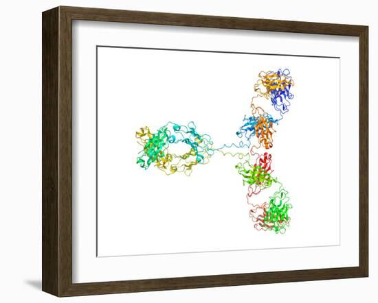 Immunoglobulin G Antibody Molecule-Laguna Design-Framed Photographic Print