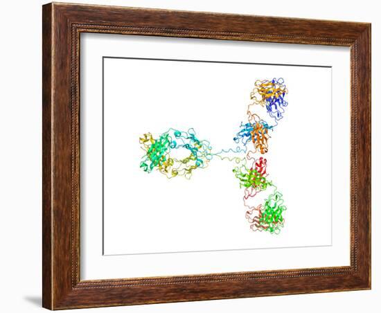 Immunoglobulin G Antibody Molecule-Laguna Design-Framed Photographic Print