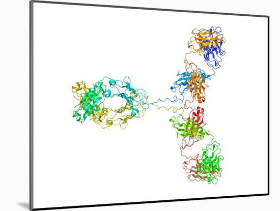 Immunoglobulin G Antibody Molecule-Laguna Design-Mounted Photographic Print