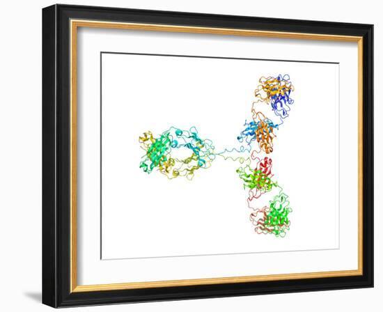 Immunoglobulin G Antibody Molecule-Laguna Design-Framed Photographic Print