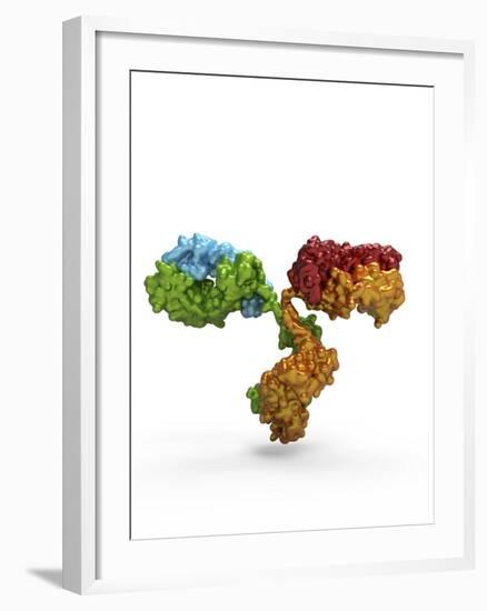 Immunoglobulin G Antibody Molecule-PASIEKA-Framed Photographic Print