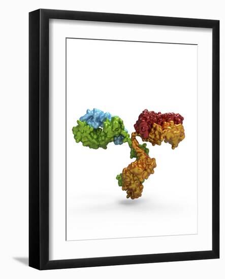 Immunoglobulin G Antibody Molecule-PASIEKA-Framed Photographic Print