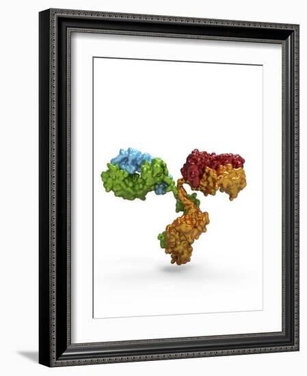 Immunoglobulin G Antibody Molecule-PASIEKA-Framed Photographic Print