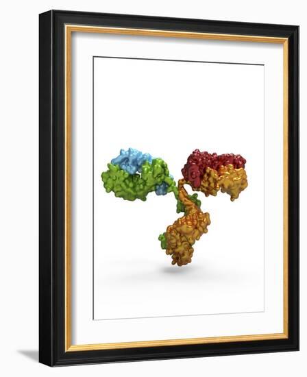 Immunoglobulin G Antibody Molecule-PASIEKA-Framed Photographic Print