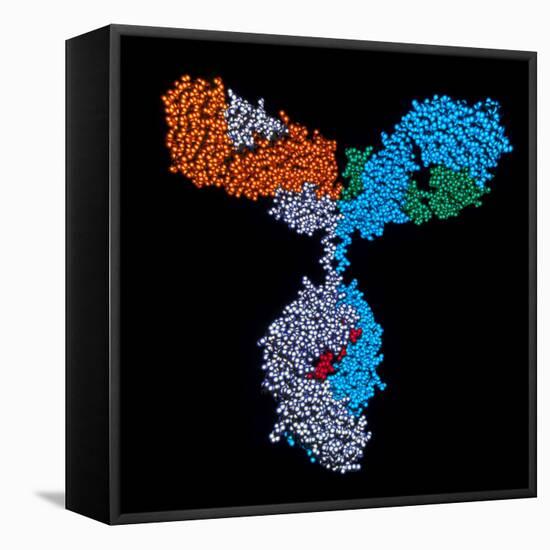 Immunoglobulin G Antibody-PASIEKA-Framed Premier Image Canvas