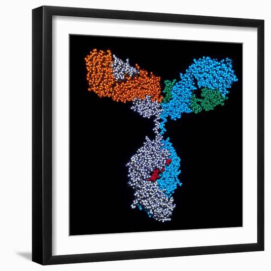 Immunoglobulin G Antibody-PASIEKA-Framed Premium Photographic Print