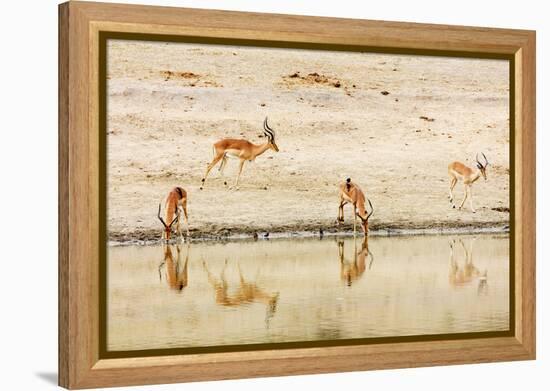 Impala (Aepyceros melampus) at a water hole, Kruger National Park, South Africa, Africa-Christian Kober-Framed Premier Image Canvas