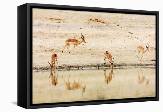 Impala (Aepyceros melampus) at a water hole, Kruger National Park, South Africa, Africa-Christian Kober-Framed Premier Image Canvas