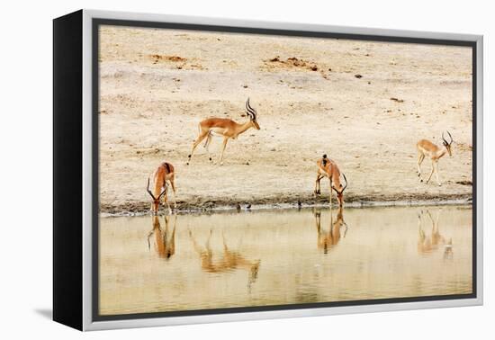 Impala (Aepyceros melampus) at a water hole, Kruger National Park, South Africa, Africa-Christian Kober-Framed Premier Image Canvas