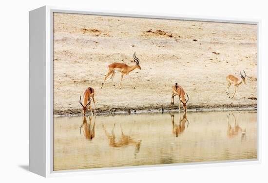 Impala (Aepyceros melampus) at a water hole, Kruger National Park, South Africa, Africa-Christian Kober-Framed Premier Image Canvas
