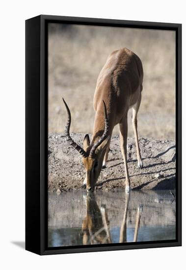 Impala (Aepyceros melampus) at waterhole, Kalahari, Botswana, Africa-Sergio Pitamitz-Framed Premier Image Canvas